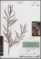 Foto von Salix eleagnos Scop.